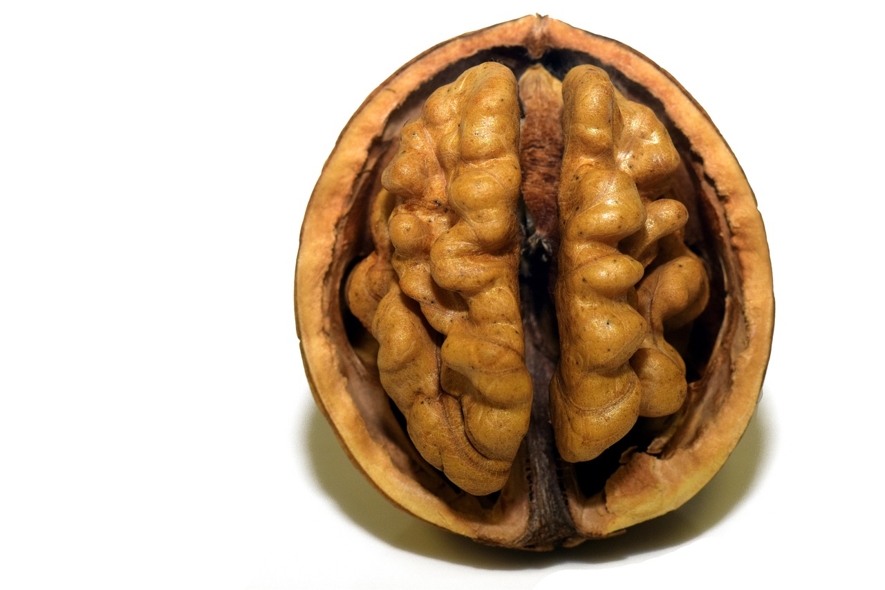 desarrollo social en niños. Nuez que representa el cerebro de un niño.